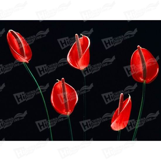 Red Flower Canvas Printing