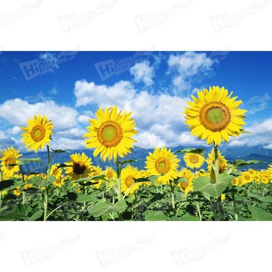 Sunflower Canvas Printing