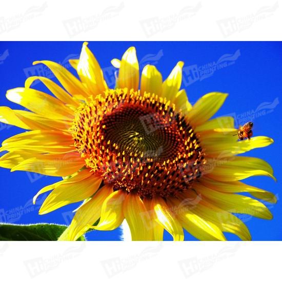 Sunflower Canvas Printing