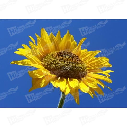 Sunflower Canvas Printing