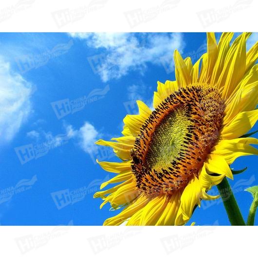 Sunflower Canvas Printing