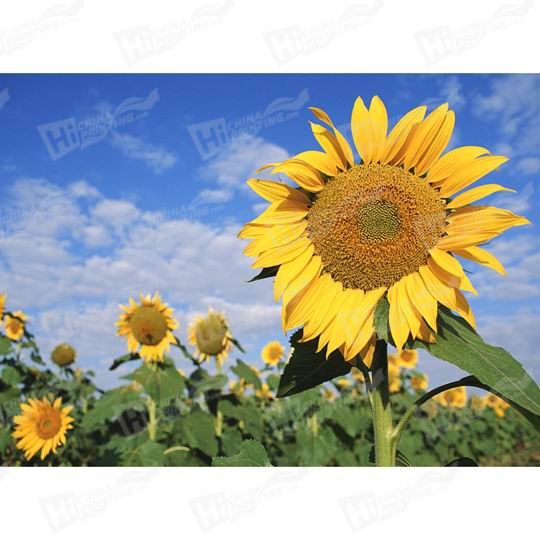 Sunflower Canvas Printing