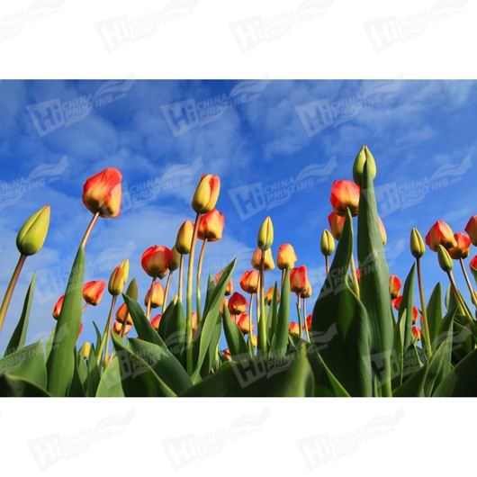 Tulip Canvas Printing