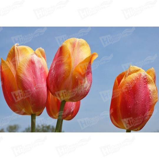 Tulip Canvas Printing