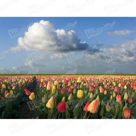 Tulip Canvas Printing