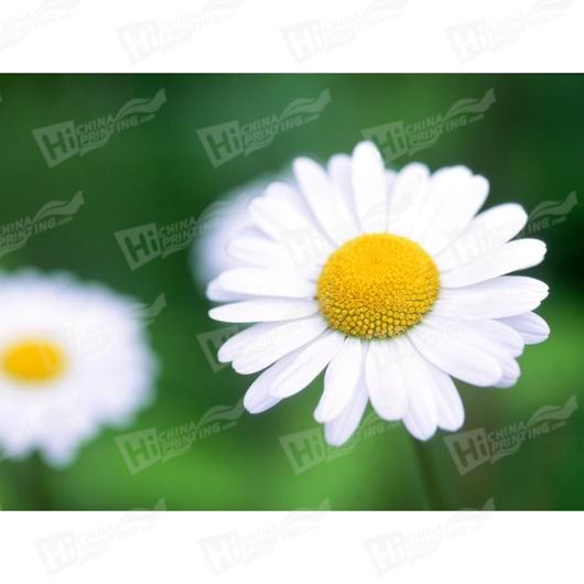 White Flower Canvas Printing