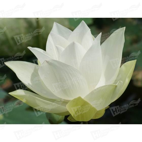 White Flower Canvas Printing