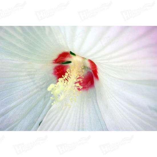 White Flower Canvas Printing